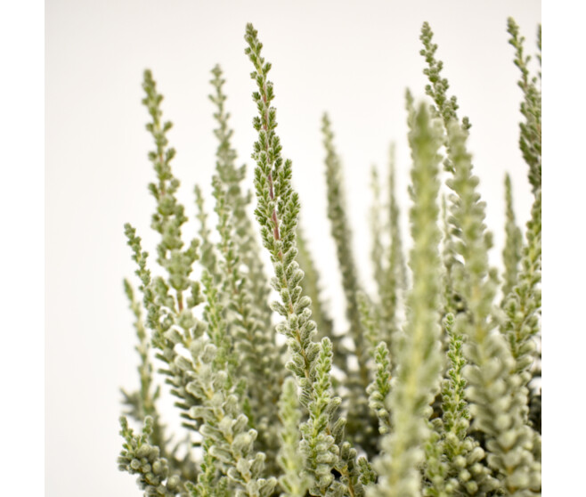 ERICA CALLUNA FLUFFY