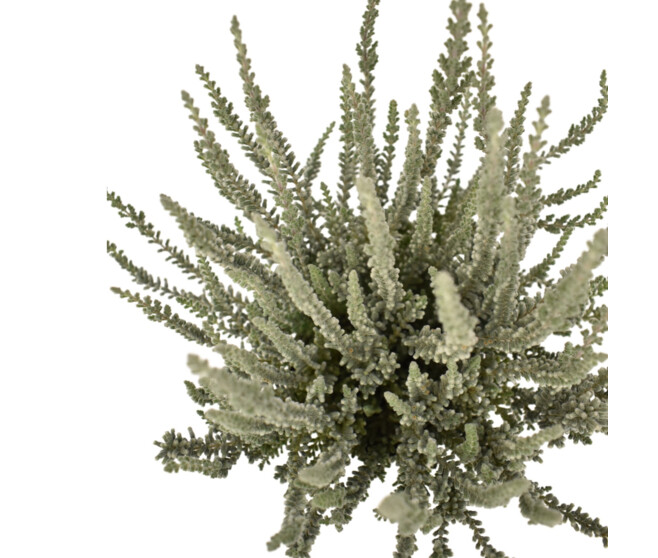 ERICA CALLUNA FLUFFY