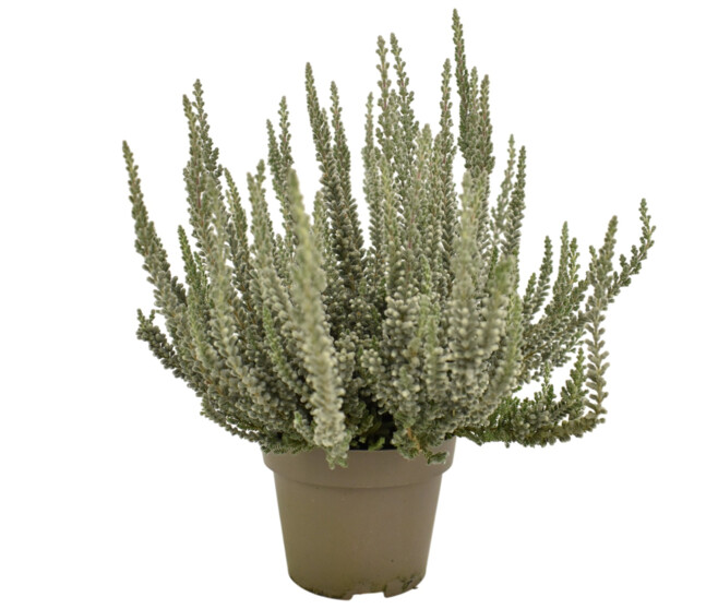 ERICA CALLUNA FLUFFY