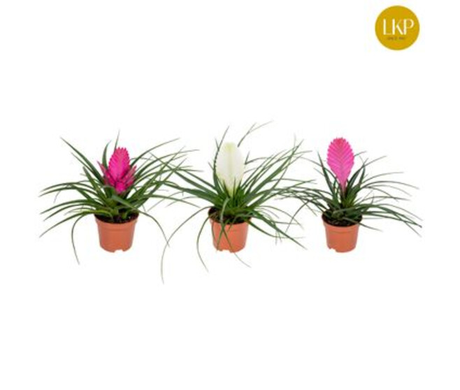 TILLANDSIA VARIES