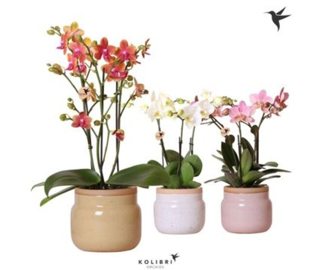 PHALAENOPSIS 3/4BR VARIE
