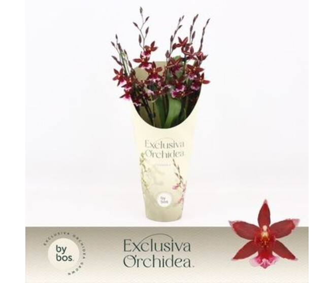 CAMBRIA BURRAGEARA 5/6BR