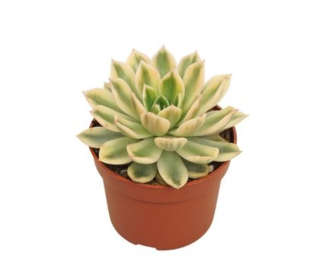 ECHEVERIA MIRA VARIEGATA