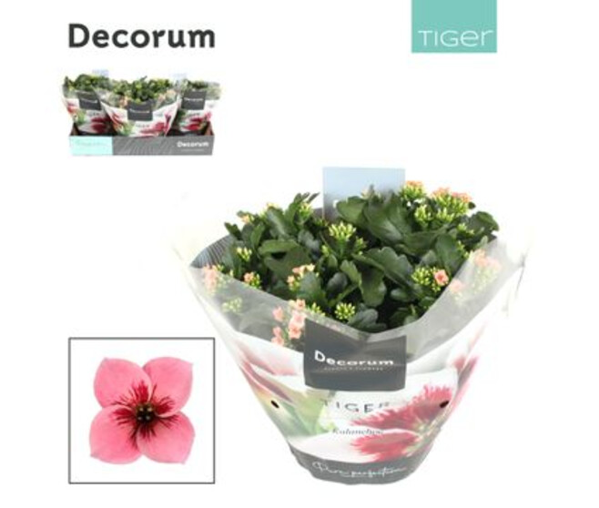 KALANCHOE TIGER ROSE