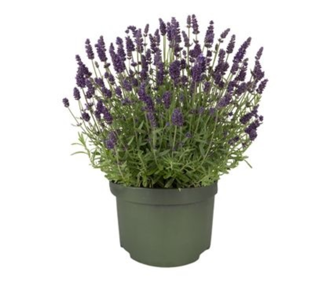 LAVANDE DEEP VIOLET