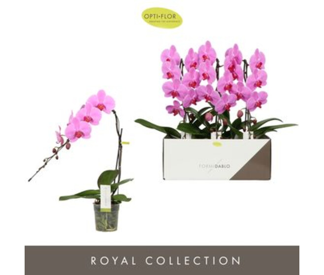 PHALAENOPSIS 1BR ROSE FORMIDABLO