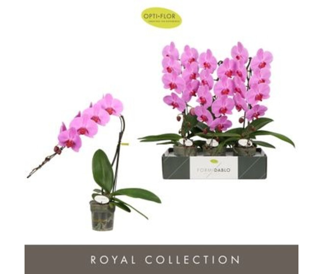 PHALAENOPSIS 1BR ROSE FORMIDABLO