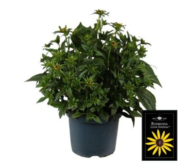 RUDBECKIA LITTLE GOLDSTAR