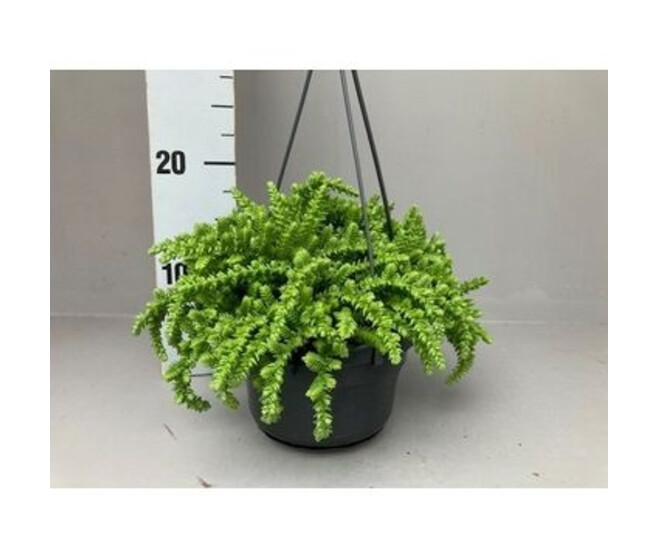 CRASSULA LICOPODIOIDES