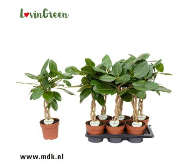 FICUS ALTISSIMA TRESSE