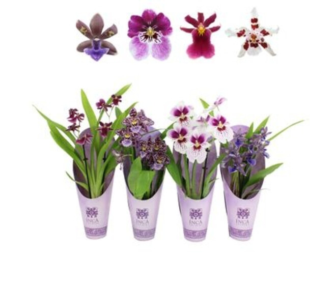 ORCHIDEE 2BR PURPLE VARIEE