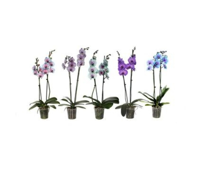 PHALAENOPSIS 2BR ROYAL VARIE