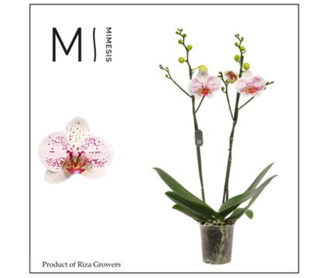PHALAENOPSIS 2BR BOHEMIAN GOYA