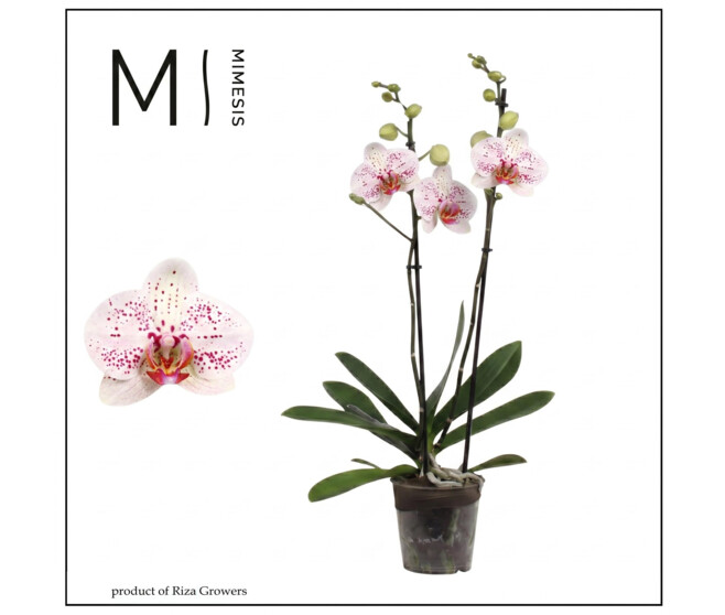 PHALAENOPSIS 2BR BOHEMIAN GOYA