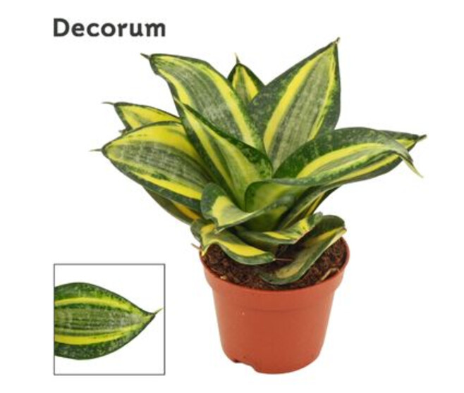 SANSEVIERIA HANII JADE