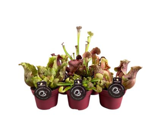 SARRACENIA PREMIUM VARIE