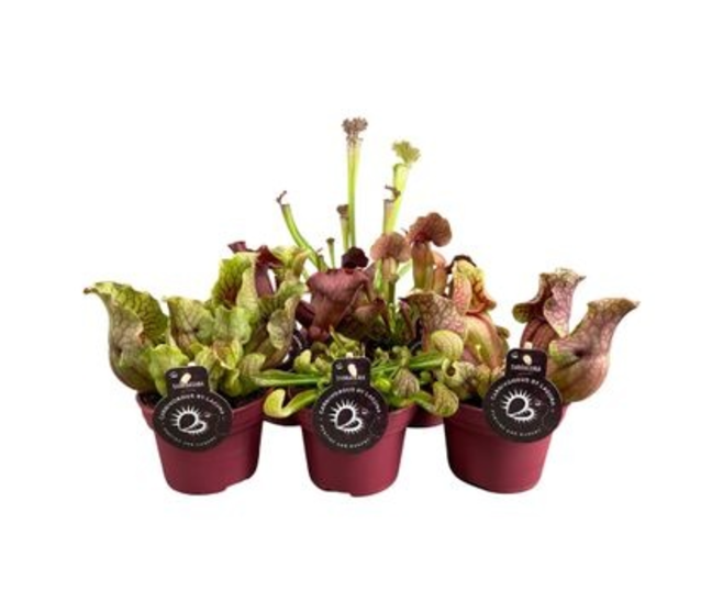 SARRACENIA PREMIUM VARIE