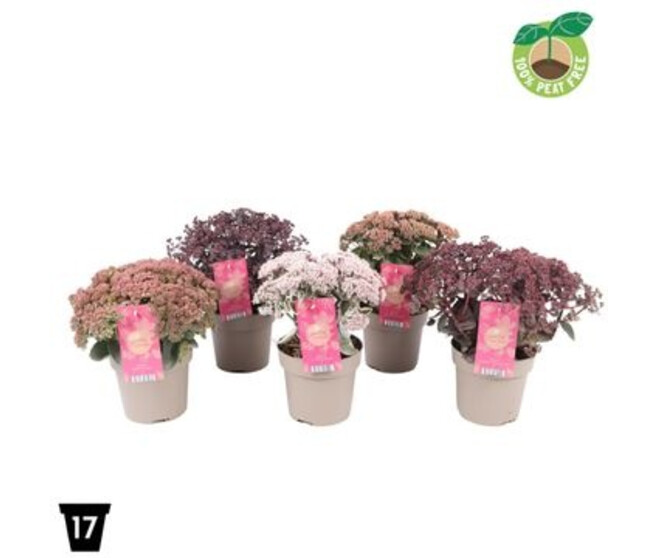 SEDUM TELEPHIUM VARIE