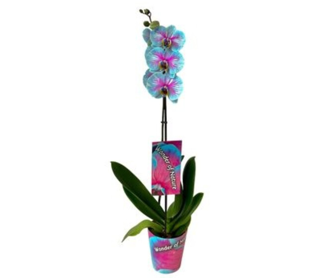 PHALAENOPSIS 1BR TEINTE WONDER