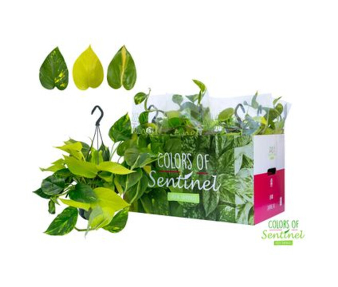 SCINDAPSUS VARIE SUSP