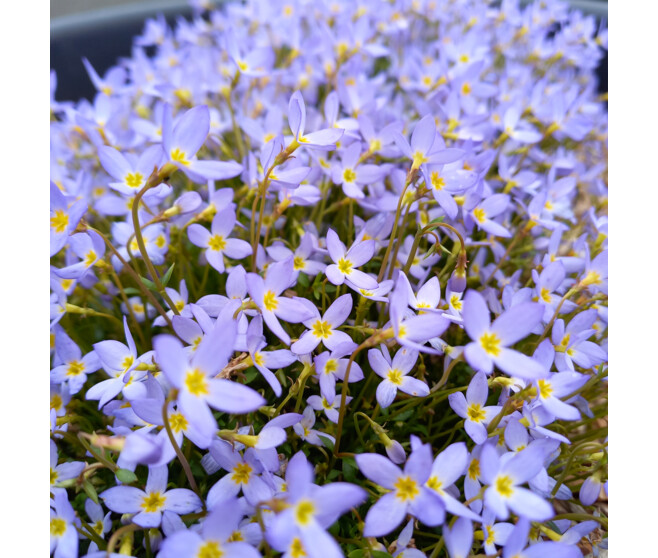 HOUSTONIA CAERULEA BQ10