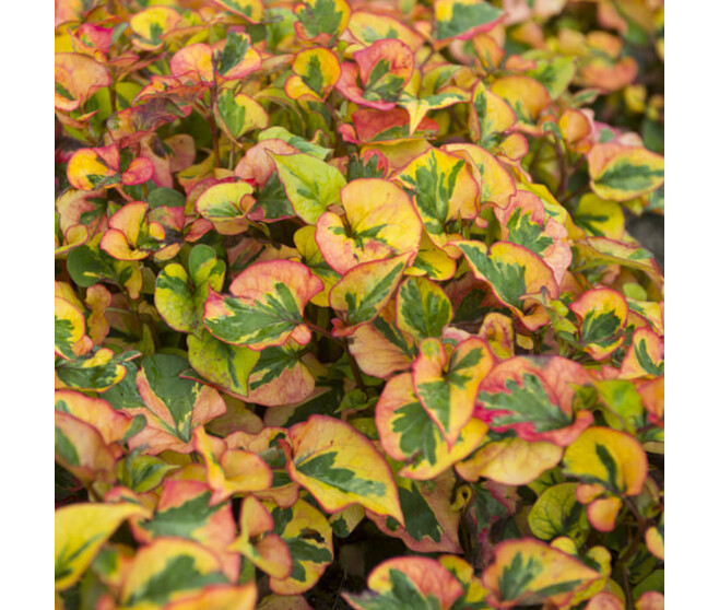 HOUTTUYNIA CORDATA CHAMELEON BQ10