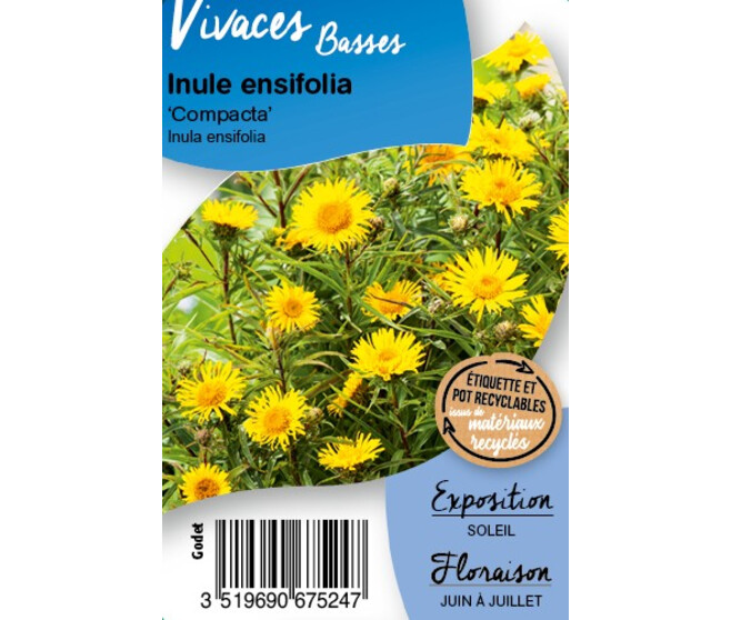 INULA ENSIFOLIA COMPACTA BQ10