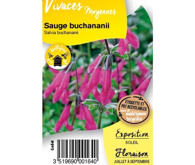 SAUGE BUCHANANII BQ10