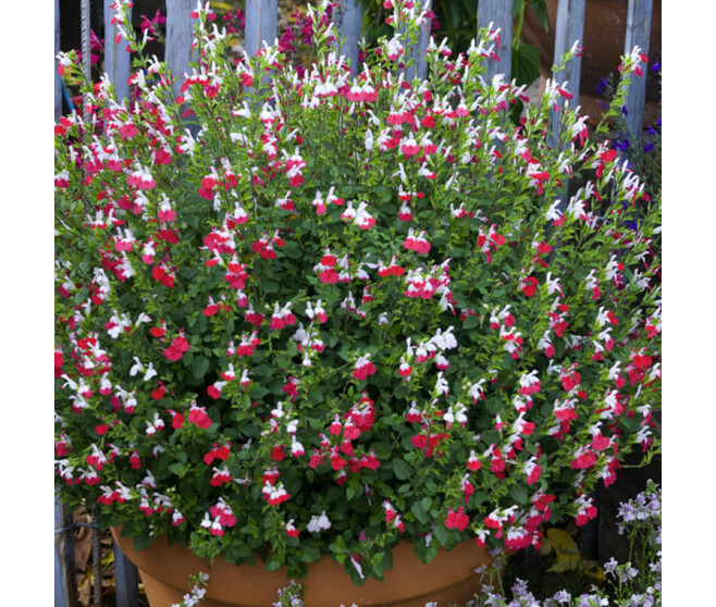 SAUGE MICROPHYLLA HOT LIPS BQ10