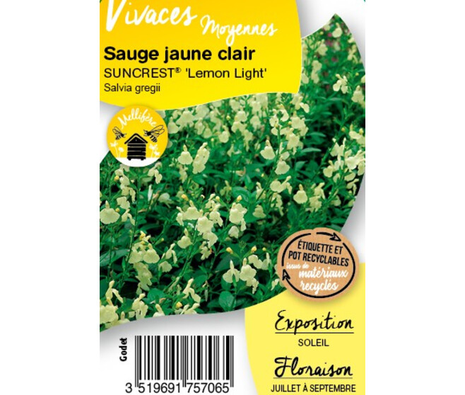 SAUGE GREGGII SUNCREST LEMON  BQ10