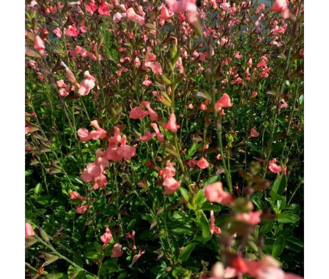 SAUGE MICROPHYLLA RIBAMBELLE BQ10