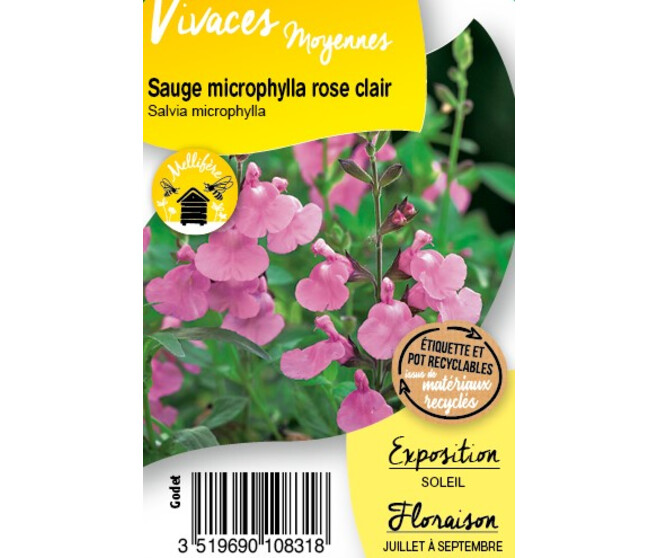 SAUGE MICROPHYLLA ROSE CLAIR BQ10