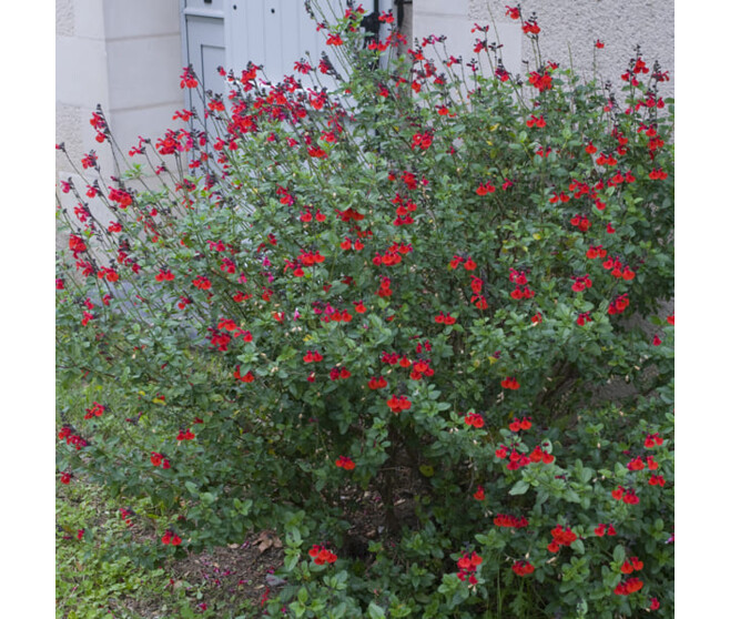 SAUGE MICROPHYLLA ROYAL BUMBL BQ10