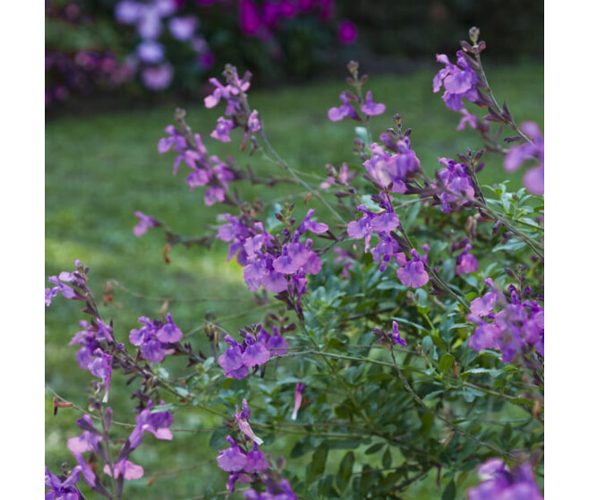 SAUGE MICROPHYLLA VIOLETTE BQ10
