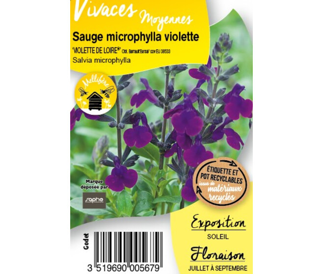 SAUGE JAMENSIS VIOLETTE DE  BQ10