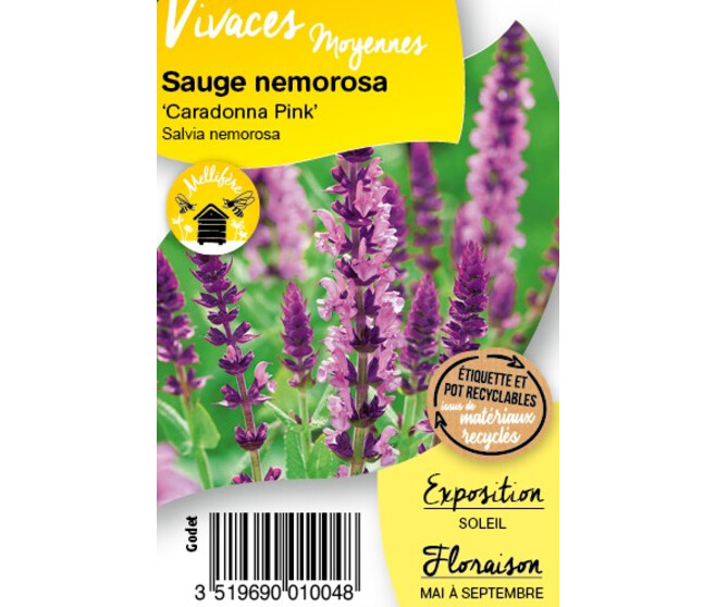 SAUGE NEMOROSA CARADONNA PINK BQ10