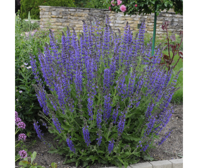 SAUGE NEMOROSA REINE DES BLEUES BQ10