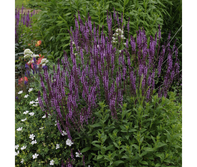SAUGE NEMOROSA ROSE QUEEN BQ10