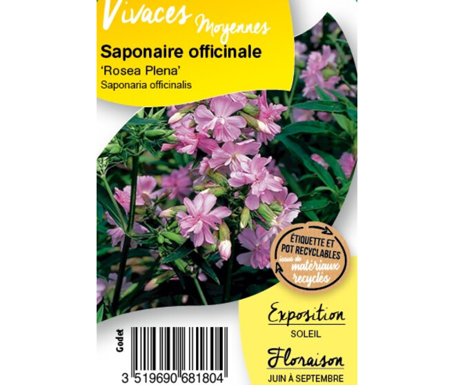 SAPONARIA OFFICINALIS ROSEA BQ10
