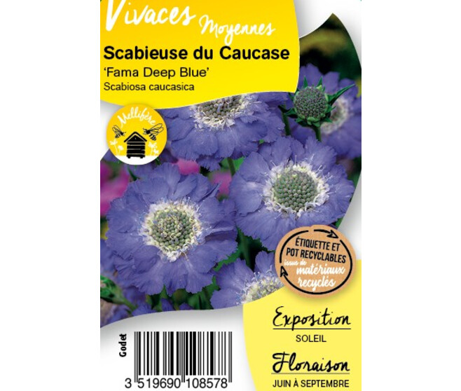 SCABIEUSE CAUCASICA FAMA DEEP BQ10