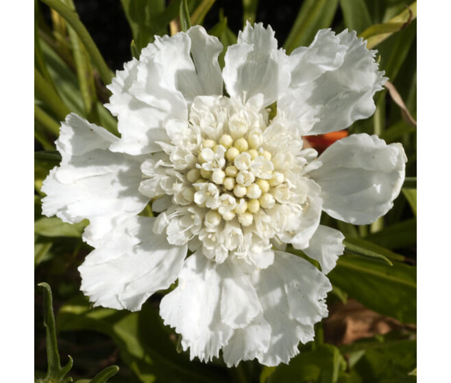 SCABIEUSE PERFECTA ALBA BQ10