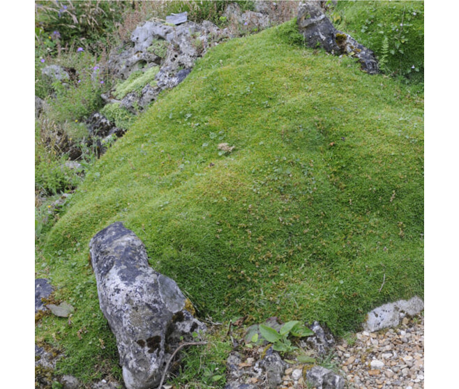 SCLERANTHUS UNIFLORUS BQ10