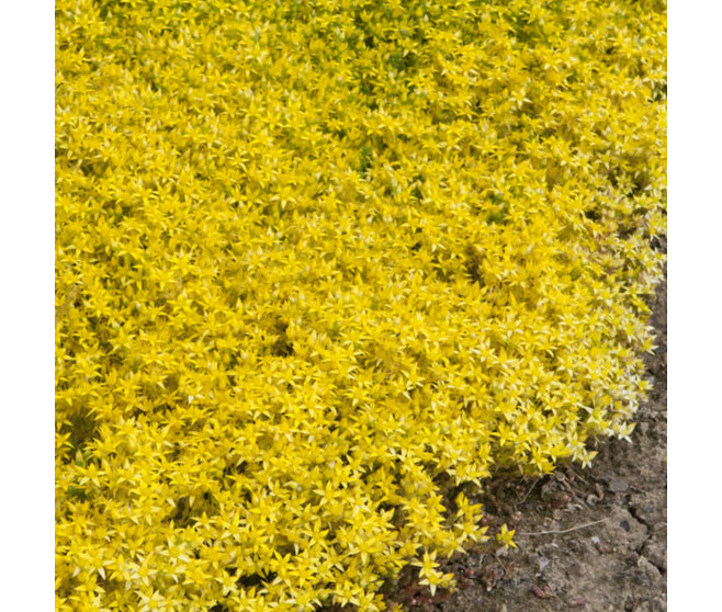 SEDUM ACRE BQ10
