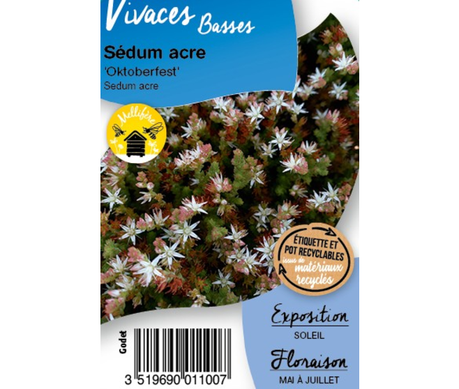 SEDUM ACRE OKTOBERFEST BQ10