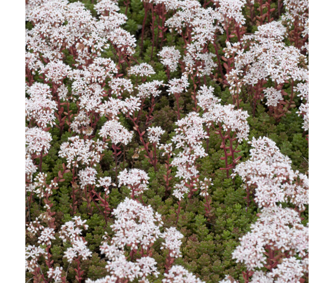 SEDUM ALBUM CORAL CARPET BQ10