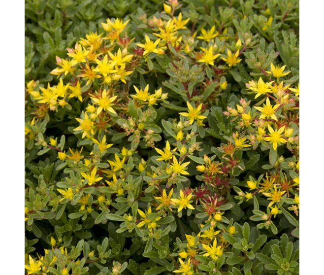 SEDUM FLORIFERUM WEIHENSTEPHAN BQ10