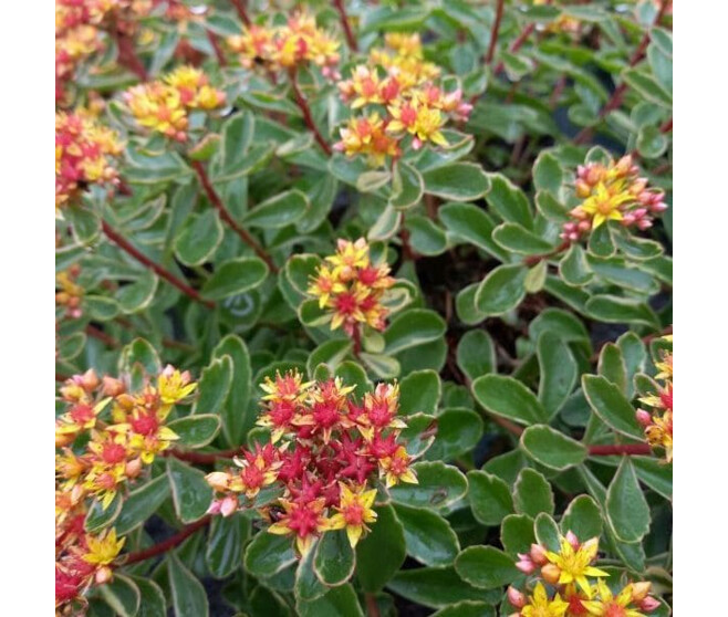 SEDUM KAMTSCHATICUM VARIEGATUM BQ10
