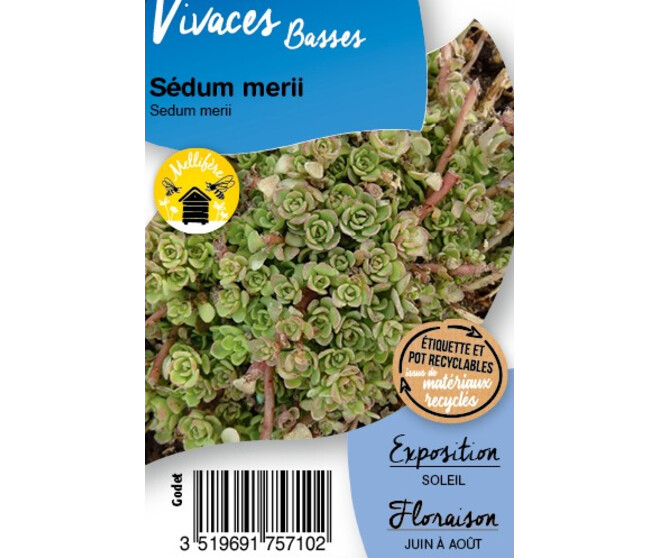SEDUM MERII BQ10