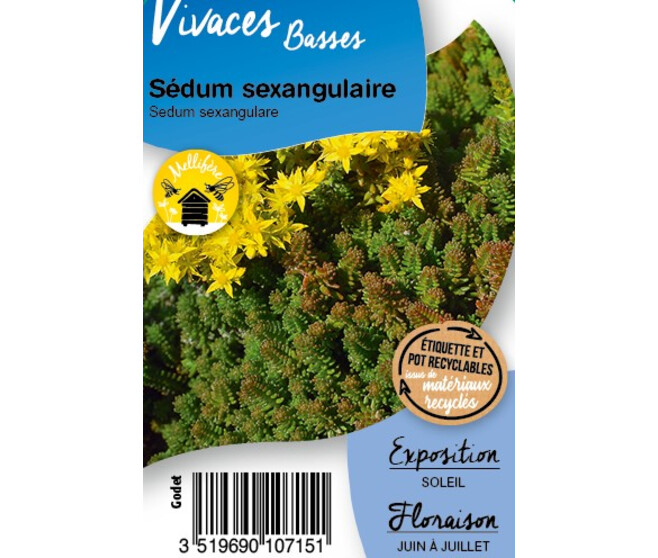 SEDUM SEXANGULARE BQ10