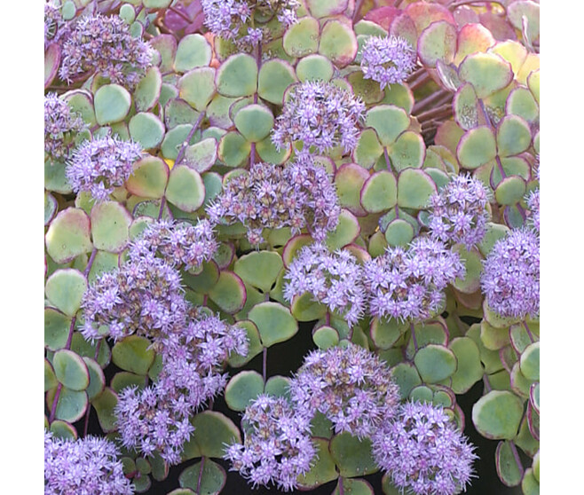 SEDUM SIEBOLDII BQ10